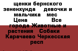 щенки бернского зененхунда. 2 девочки и 2 мальчика(2 мес.) › Цена ­ 22 000 - Все города Животные и растения » Собаки   . Карачаево-Черкесская респ.
